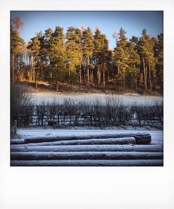Visual notes from the North York Moors, UK. Solitude to Birdsong.