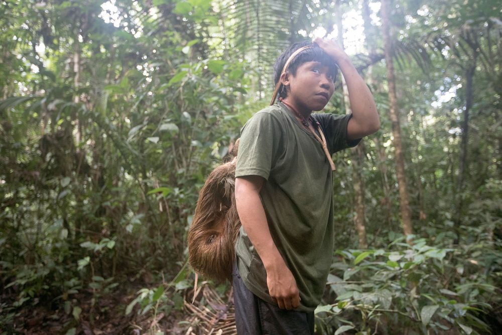 Young Korubo boy Xikxuvo Vakwë carrying a hunted Sloth towards the evening camp during FUNAI's expedition through the Vale do Javari. Amazon