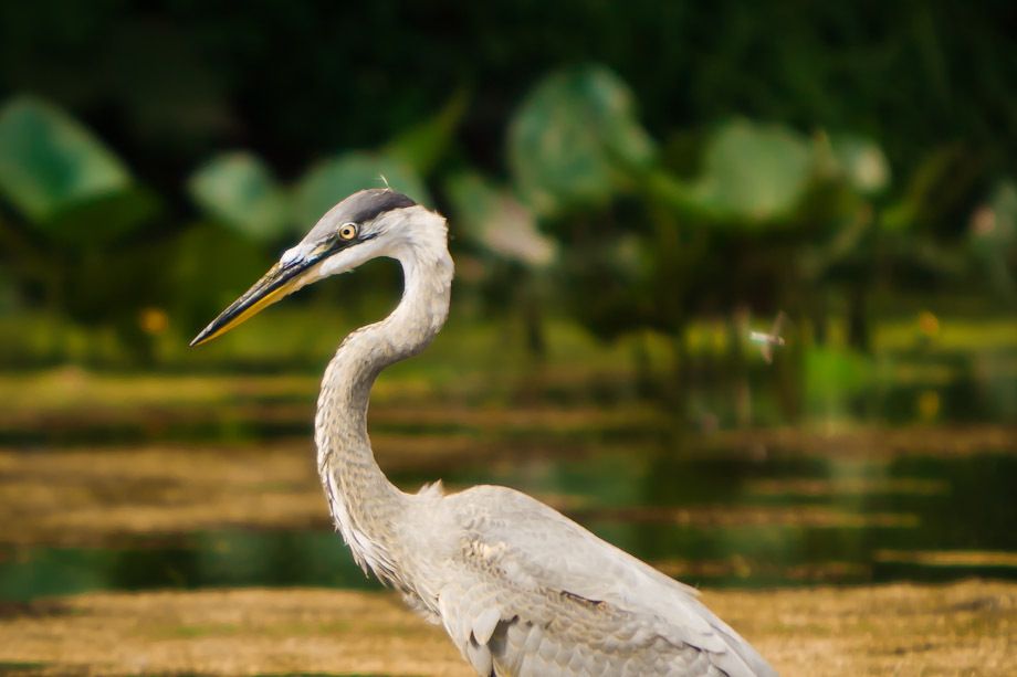 Great Blue Heron (immature); Echo Lake Park; Mountainside, NJ