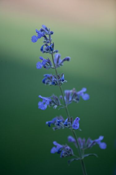 Blue Sage in Morning Light