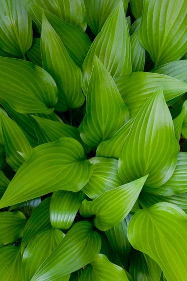 Hosta species