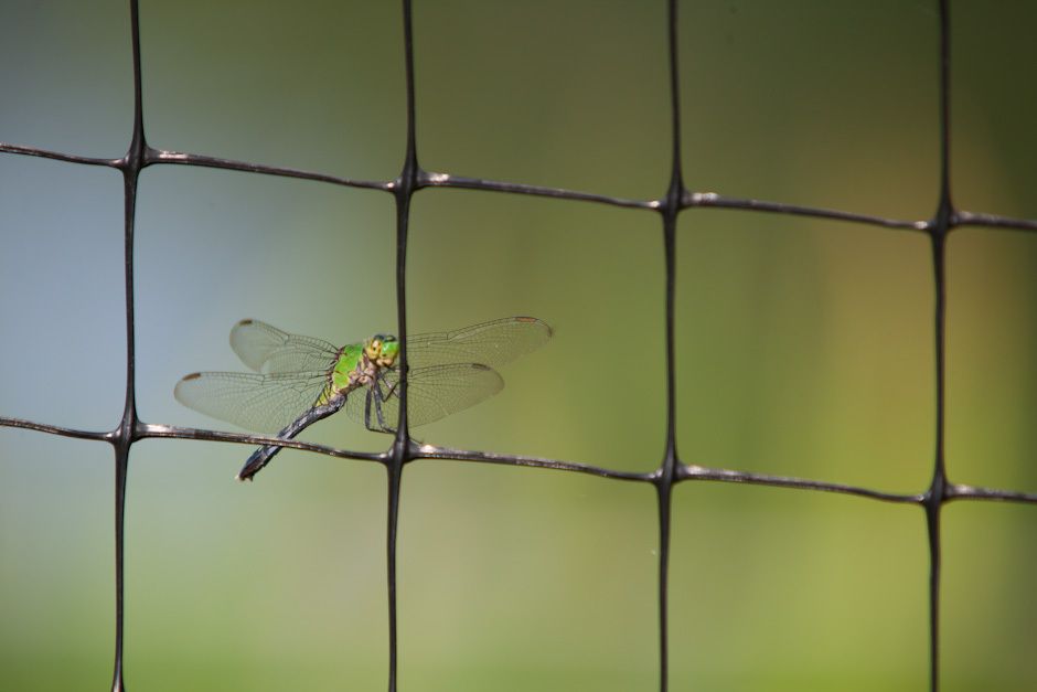 Dragonfly at Rest