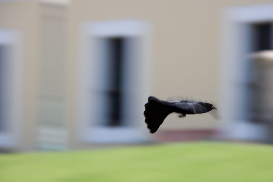 Flight of a Lesser Antilles Grackle; Old San Juan, Puerto Rico