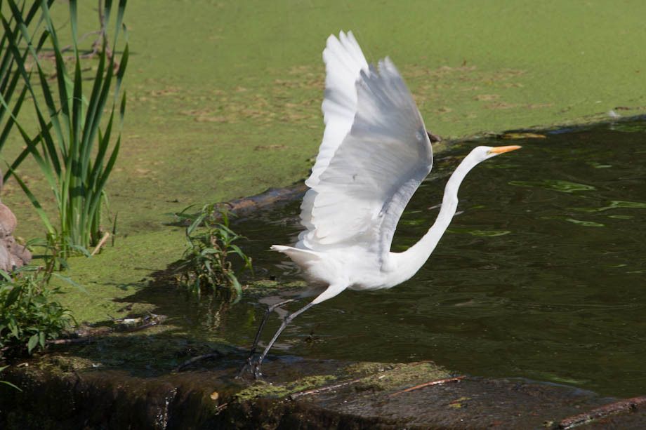 Great Egret Taking Flight in Echo Lake Park, NJ