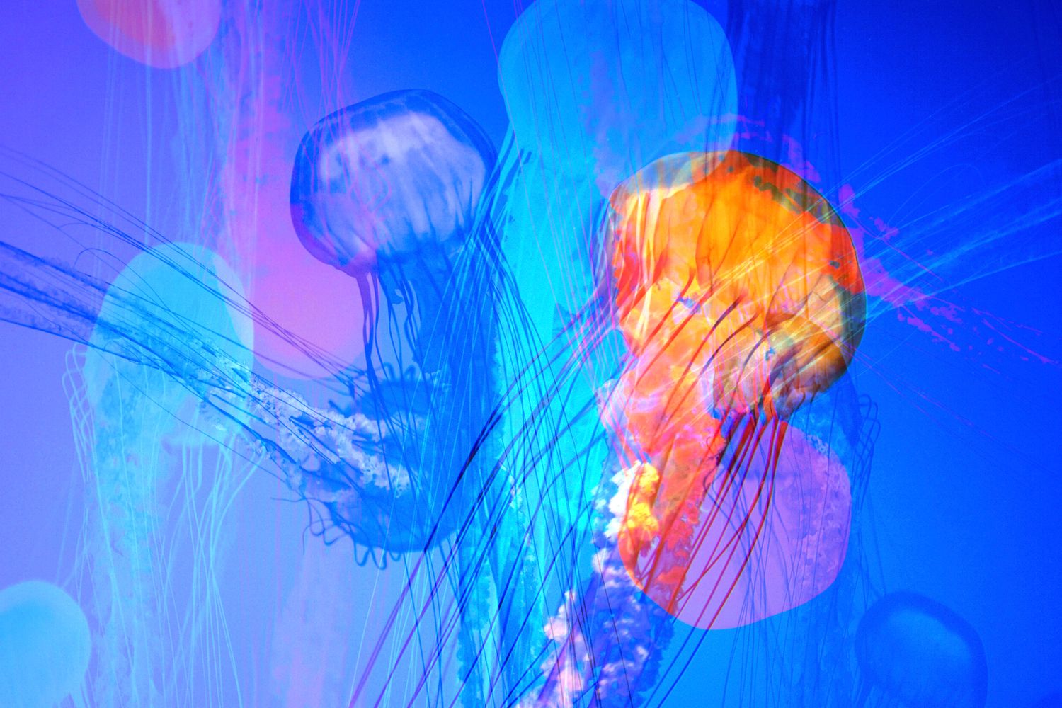 Dancing Jellyfish.jpg