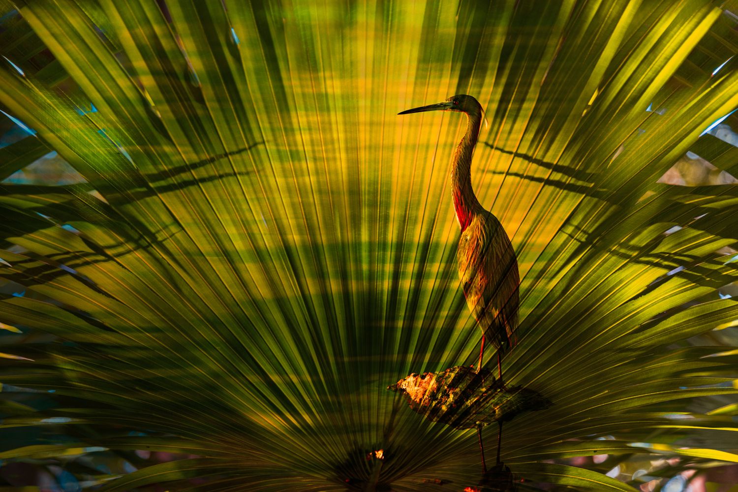 Blue Heron Fan Palm-2-Edit.jpg