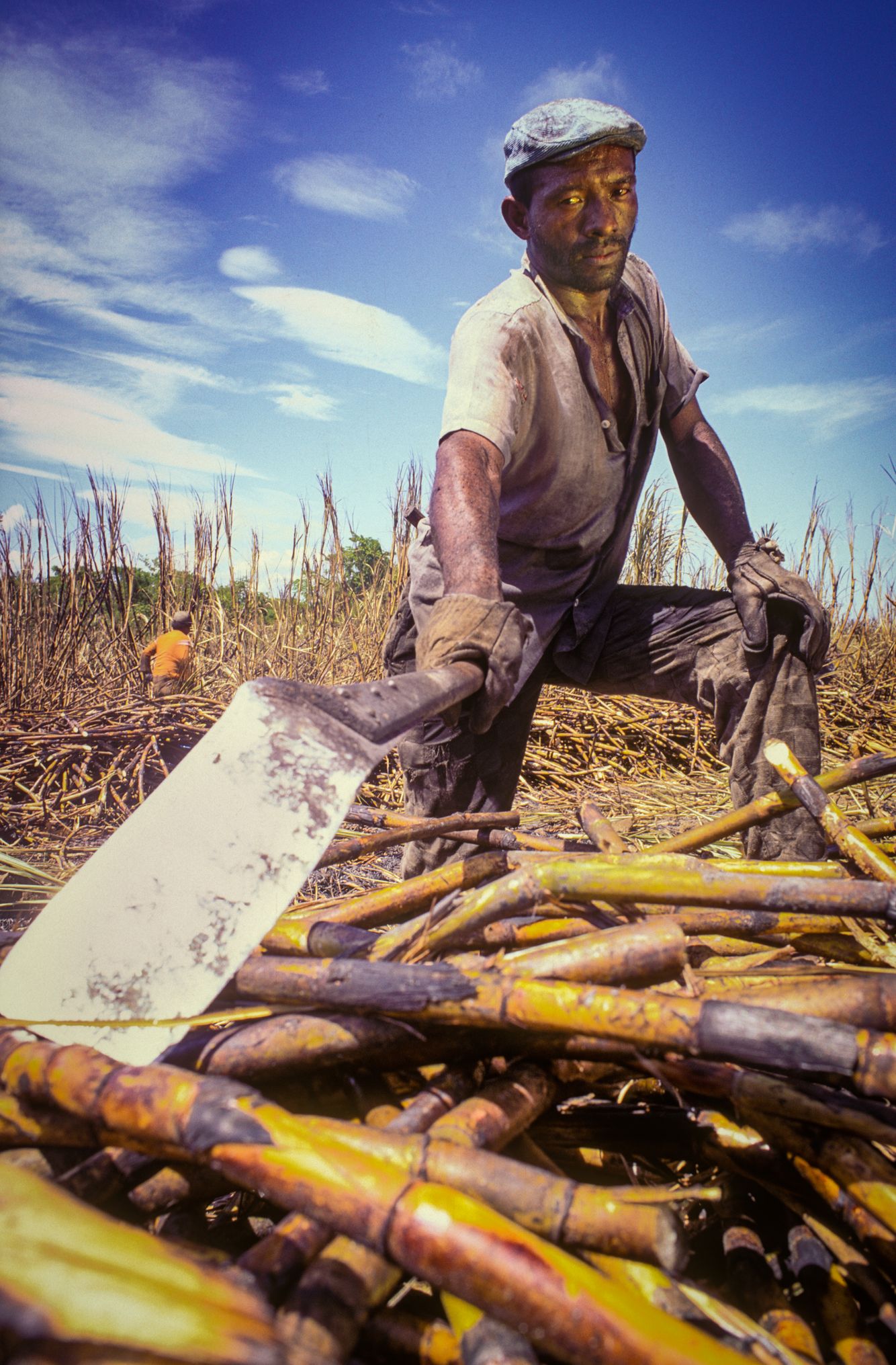 Sugar Cane