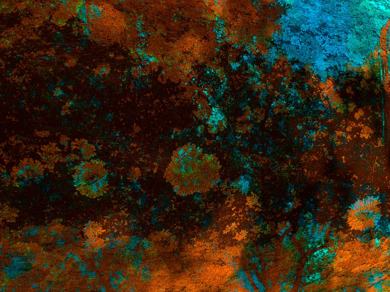 Trunk Moss_Car Hood Reflections.jpg