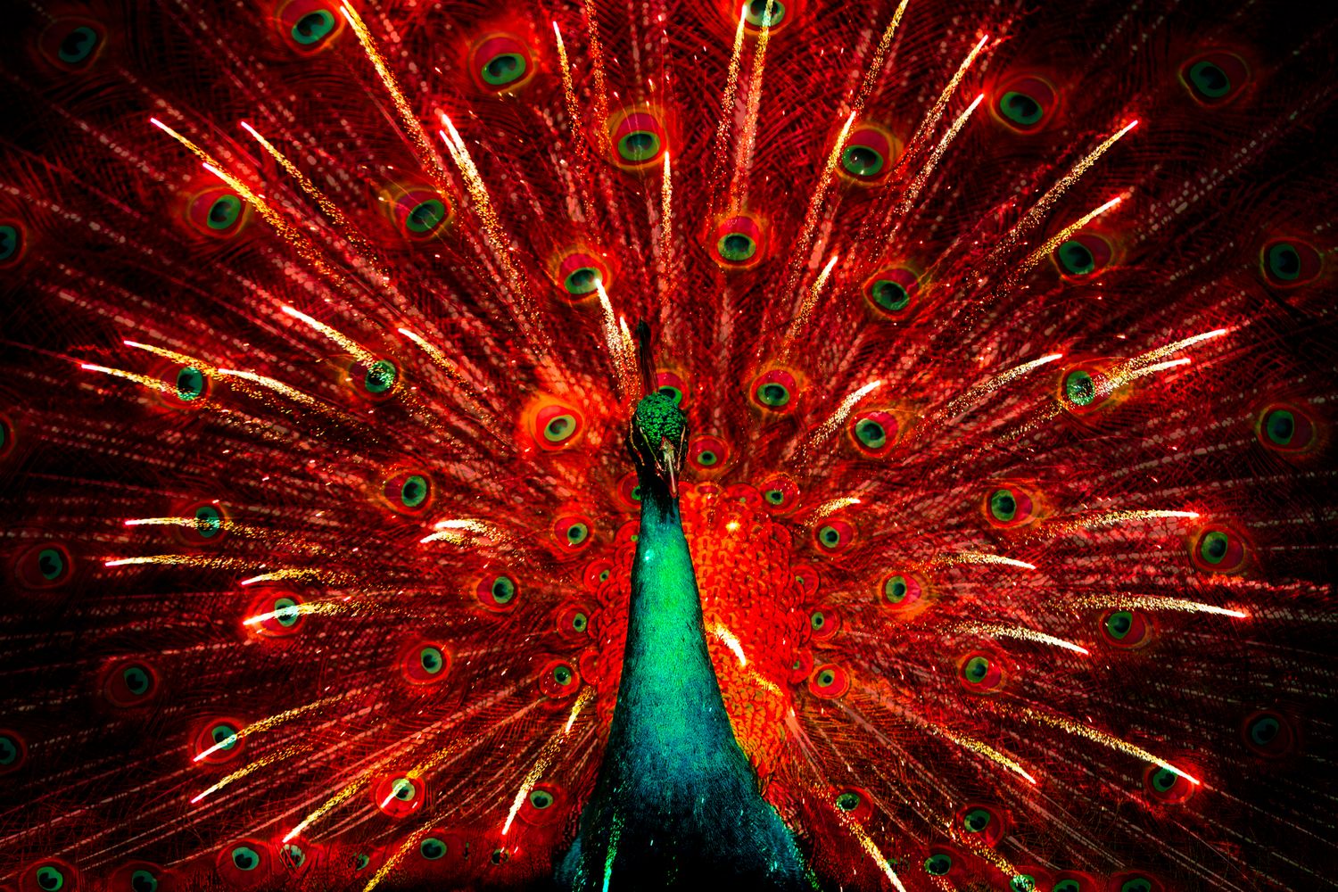 Peacock Fantasy_Green.jpg