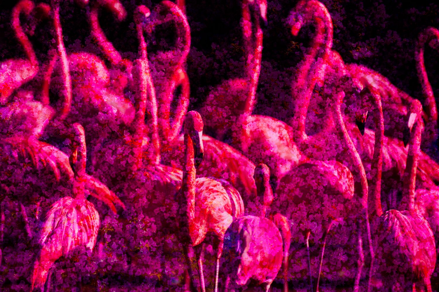 Floral Flamingoes .jpg