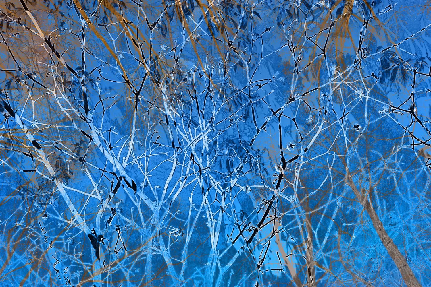 Frozen Branches.jpg
