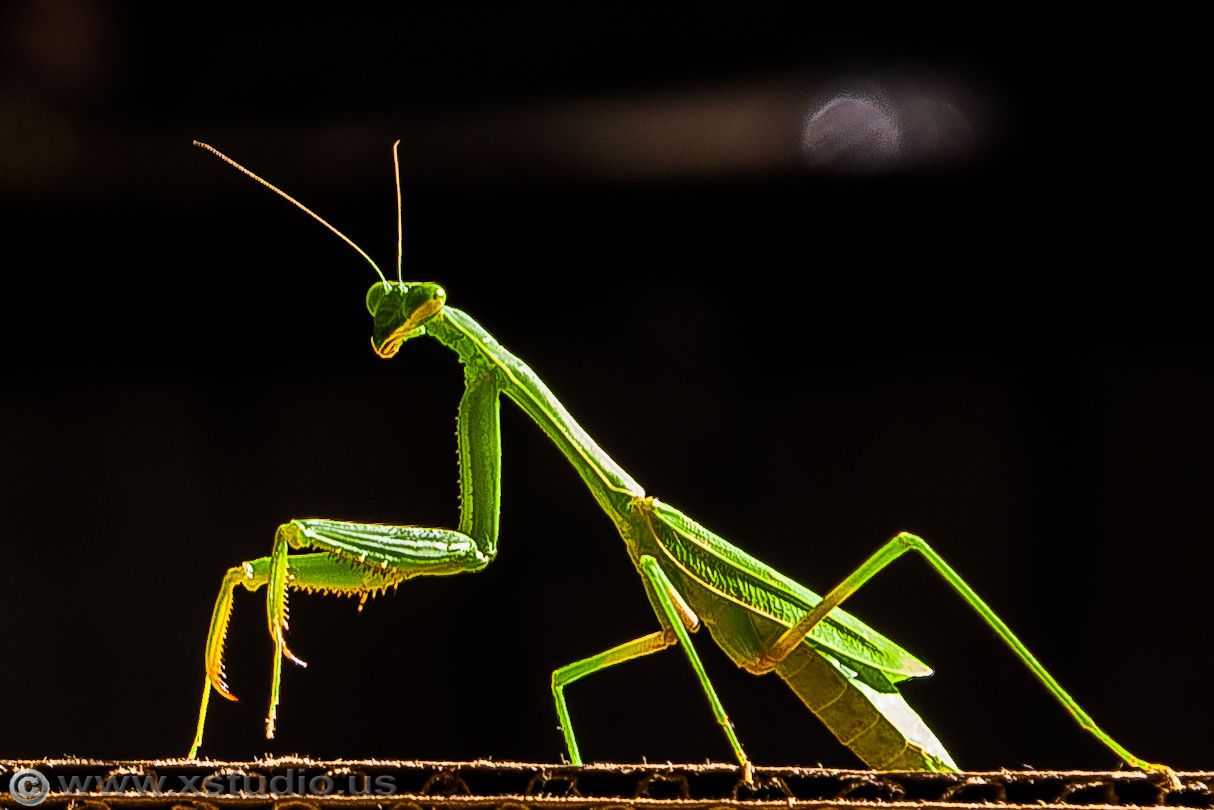 baby,,Los Angeles wedding photographer,LA wedding photographer,LA phhotgrapher,OC wedding photographer,Orange County wedding photographerl,os angeles photographer jonathan Chang xstudio us, xstudio