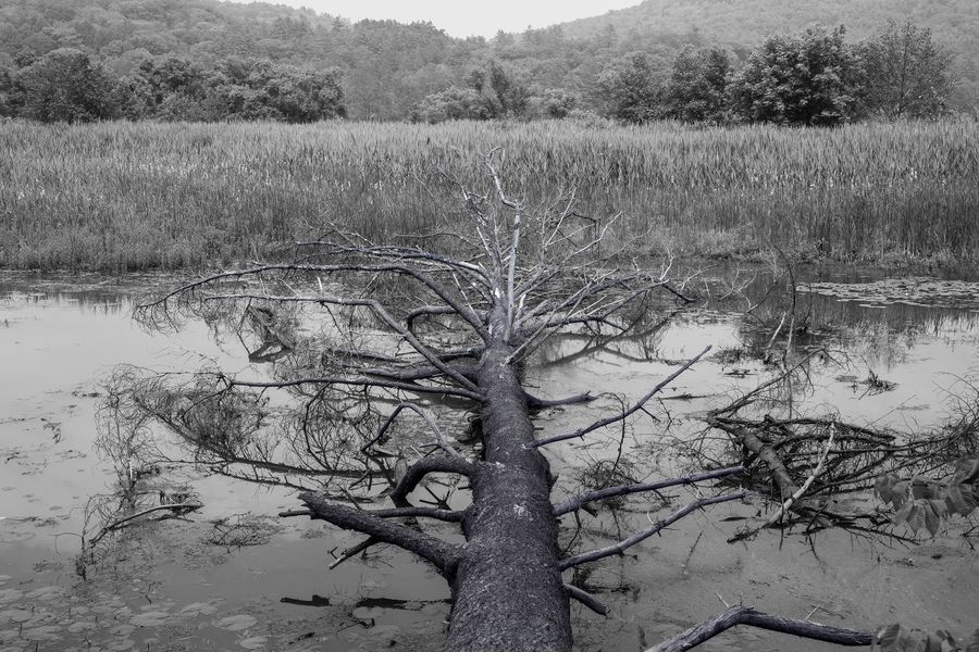 blue tree website vers.jpg