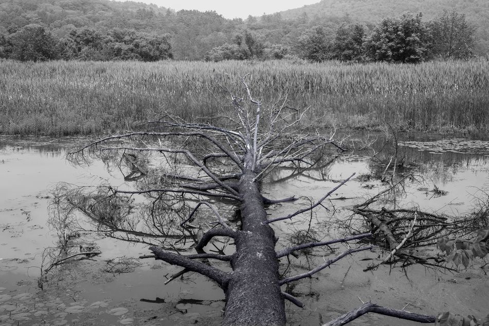 blue tree website vers.jpg