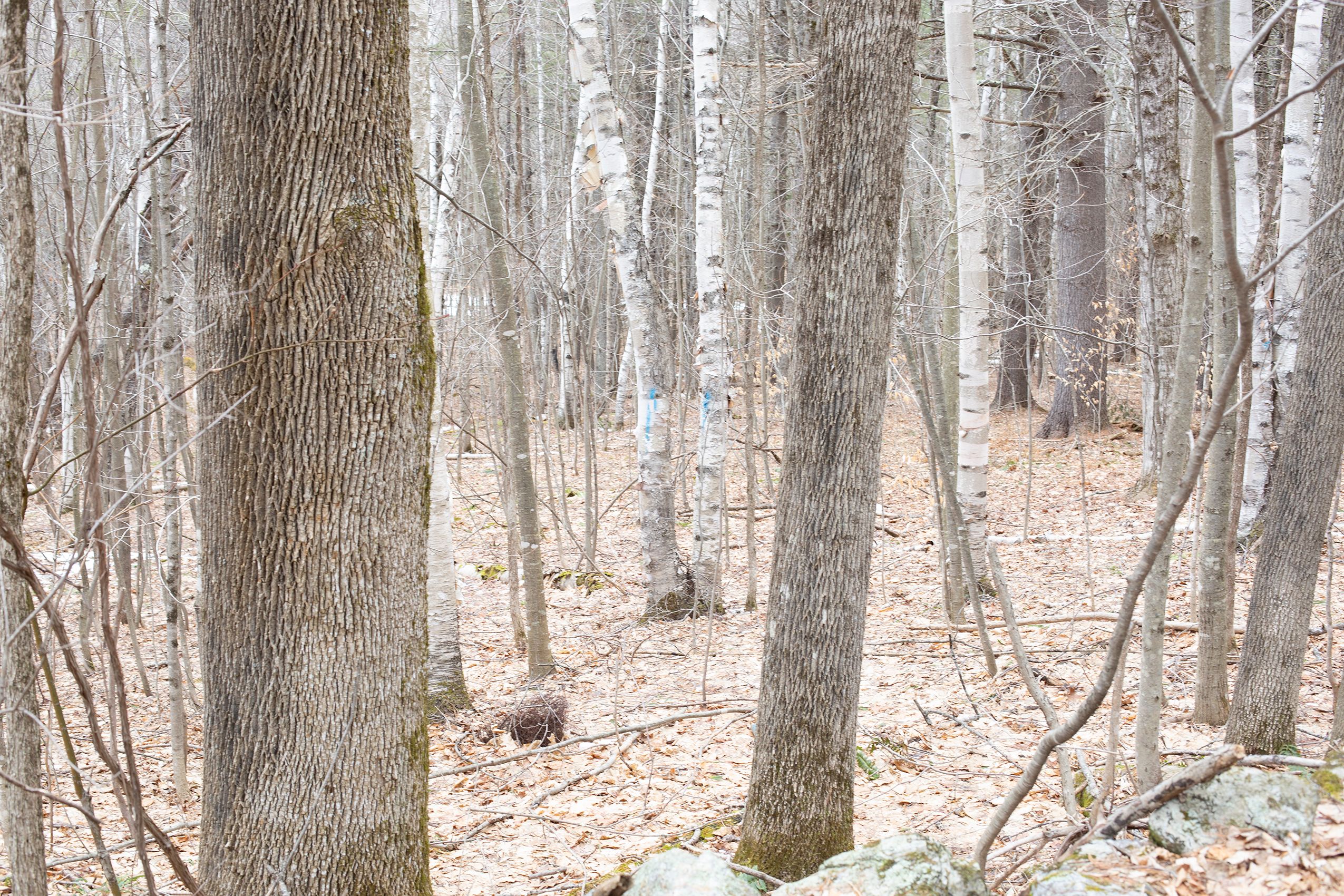 The Forest Through the Trees.jpg