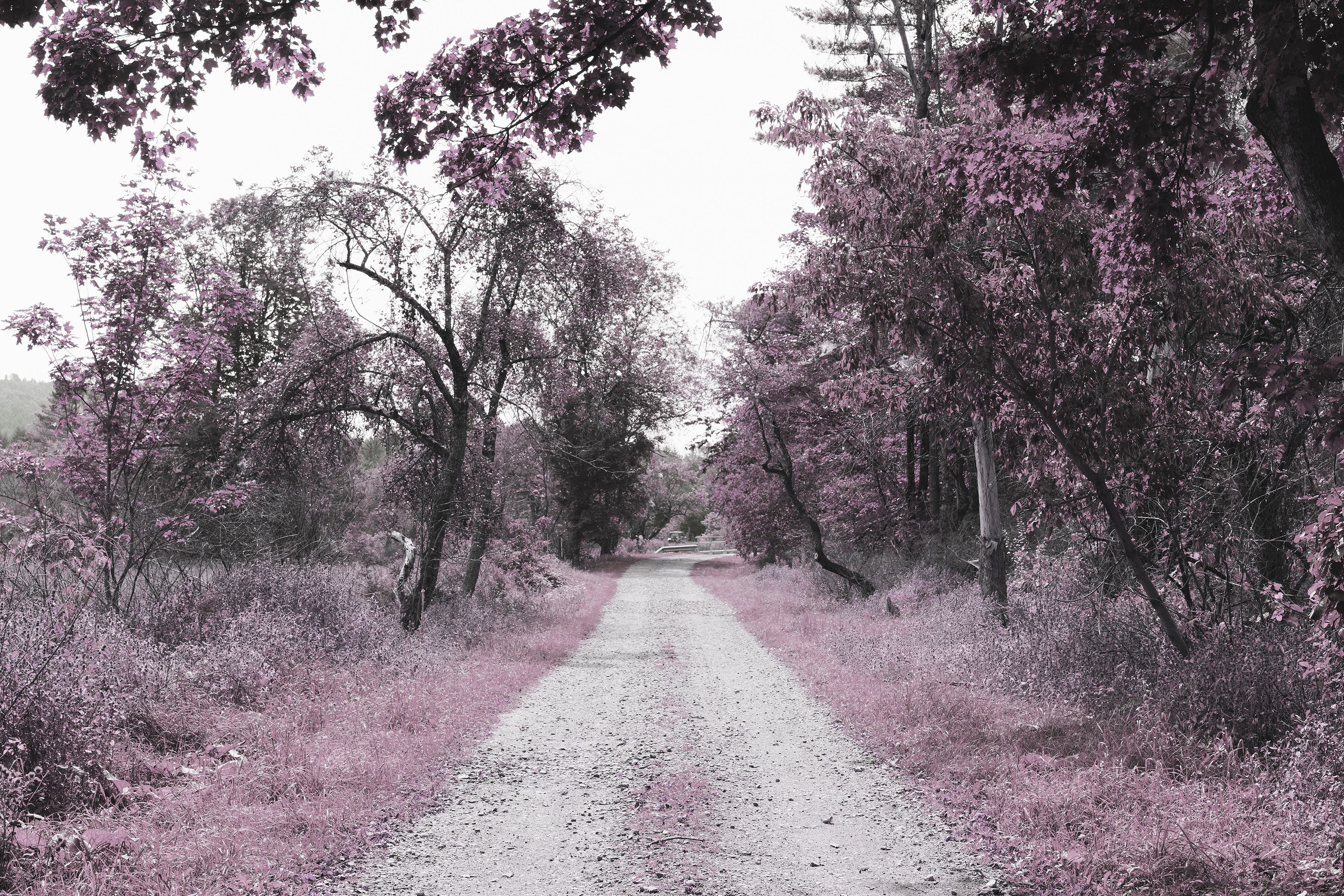 Lavender haze copy.jpg