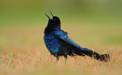 Boat Tailed Grackle.