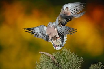 Dove fight.
