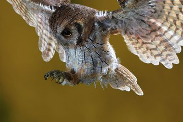 Tropical Screech Owl.