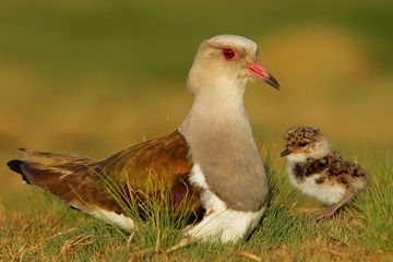 Andean Lapwing and newly born.