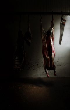 Tierra del Fuego_Enero 2010_276 web.jpg