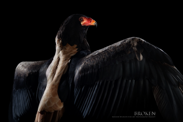 424A7196 web ok .png