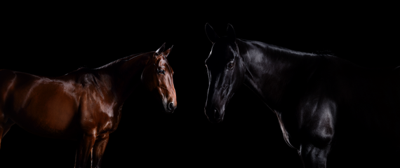 424A0222 424A0266 web.png