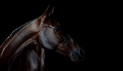 424A6072 II livebooks.jpg