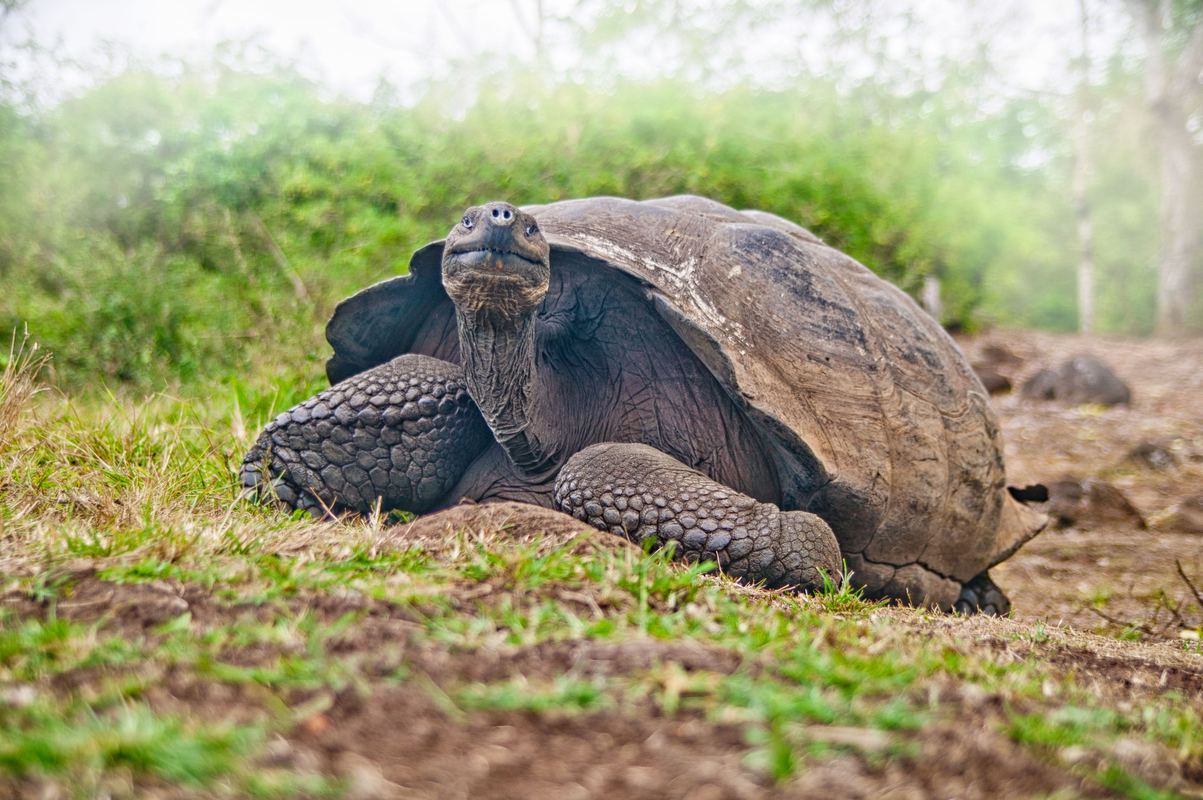 Galapagos Tortoise