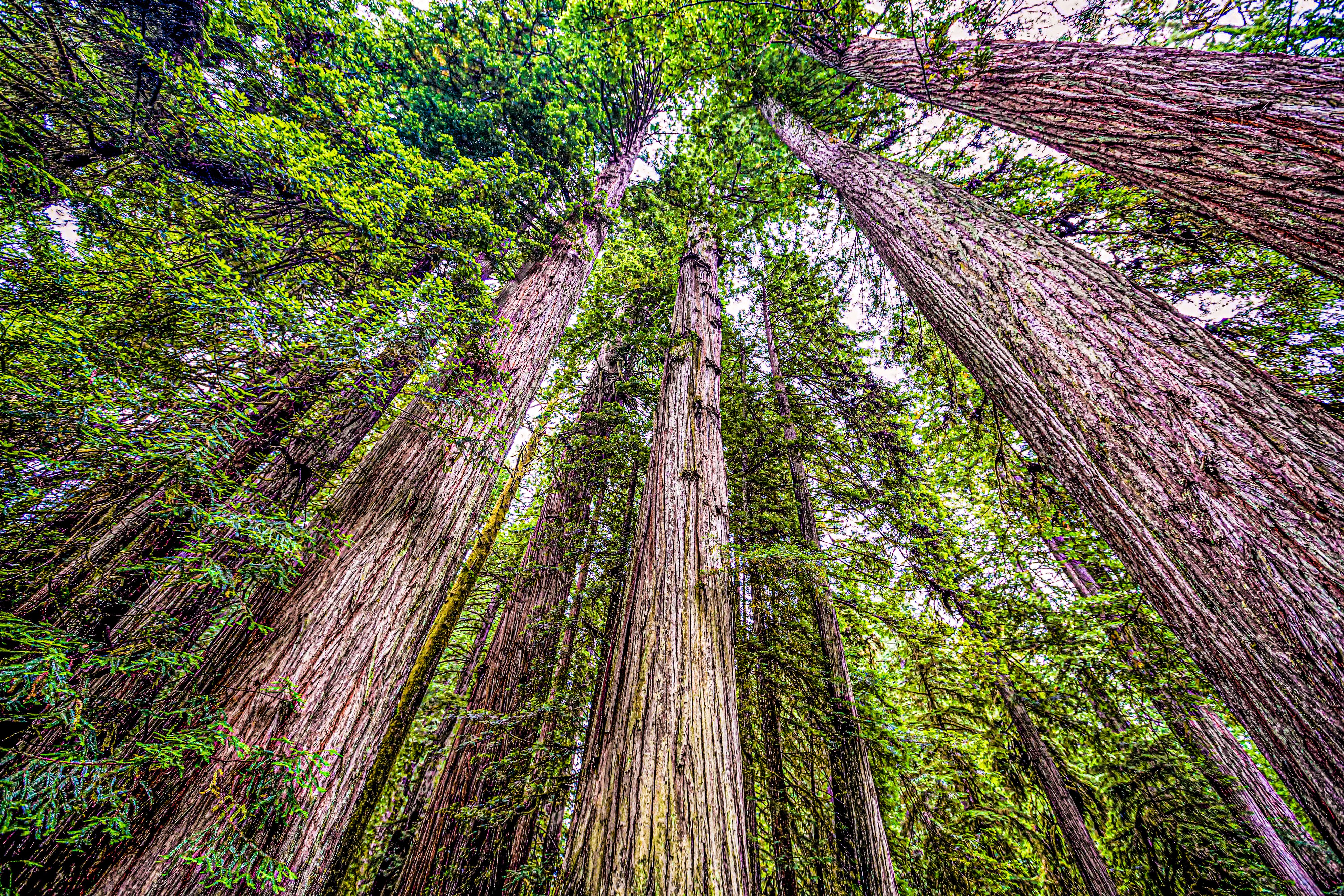Coastal Redwoods