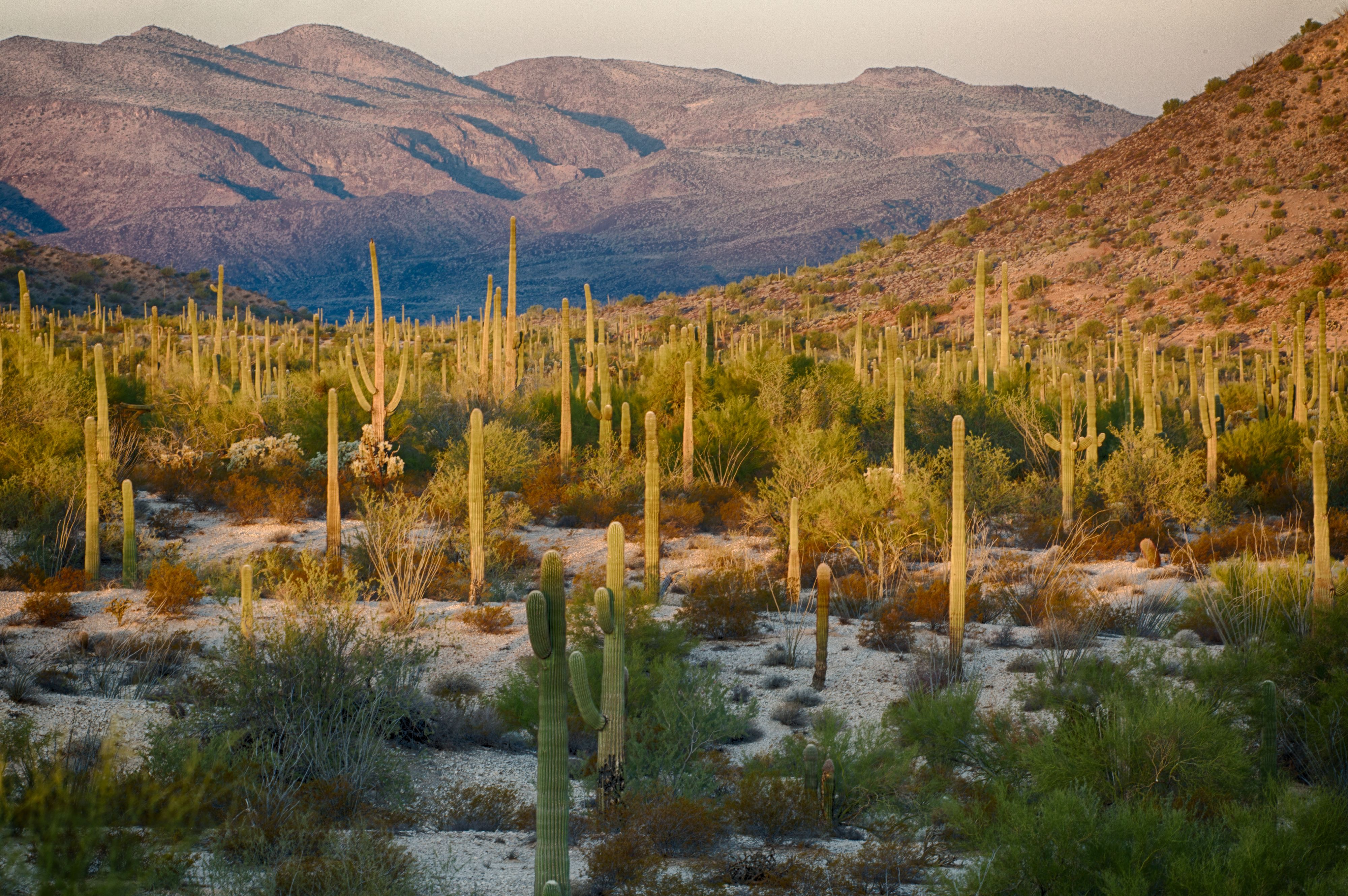 Sonoran Desert - Jamie Boyle Photography