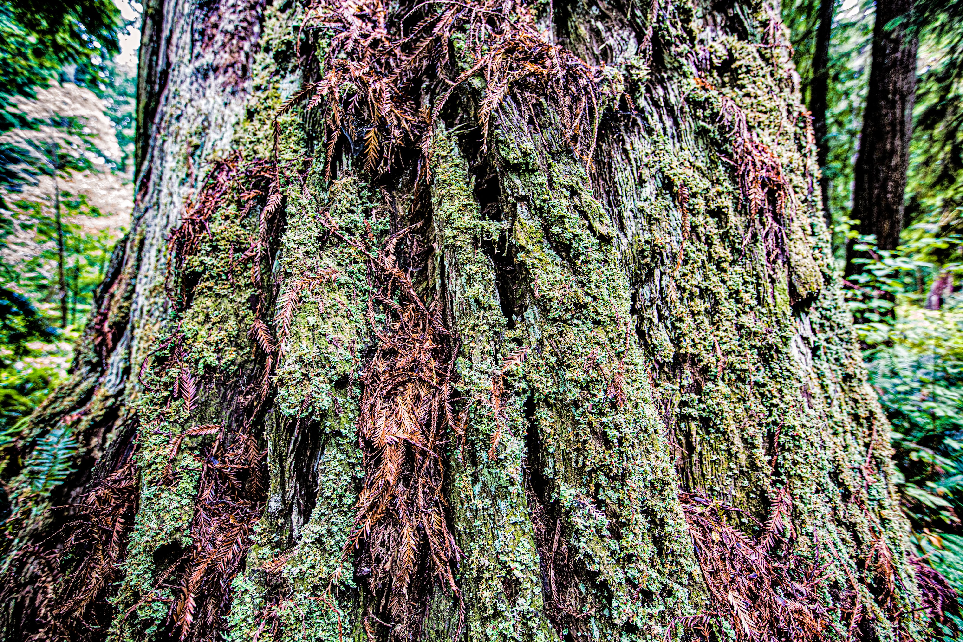 Redwood Trunk