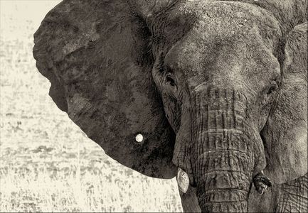 Serengeti  Elephant