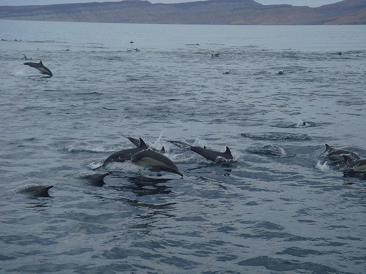 El delfín común de rostro largo abunda en todo el Golfo de California. Se le ha reportado en todas las estaciones del año y llega a formar manadas de cientos de individuos.