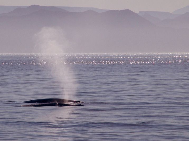 El Golfo de California alberga un 35% del total de especies de cetáceos conocidas en el mundo. Se estima que en el mundo hay cerca de 20 mil ballenas grises, todas nacidas en el Golfo de California, lugar elegido por esos mamíferos marinos para aparearse y dar a luz.