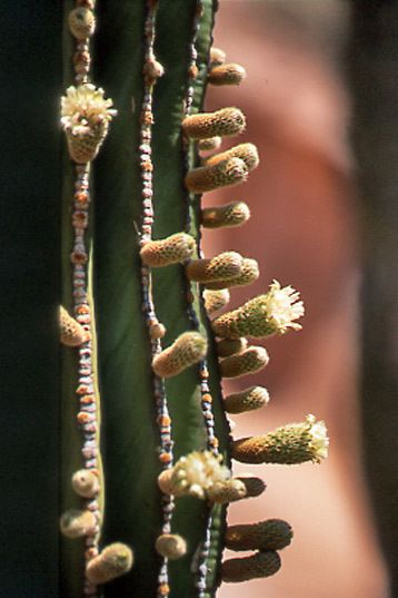 En la península de Baja California hay cerca de 500 especies de cactáceas. Entre las principales variedades, se encuentran: los cardones, la yuca, la biznaga, la choya, la pitahaya y la jojoba.