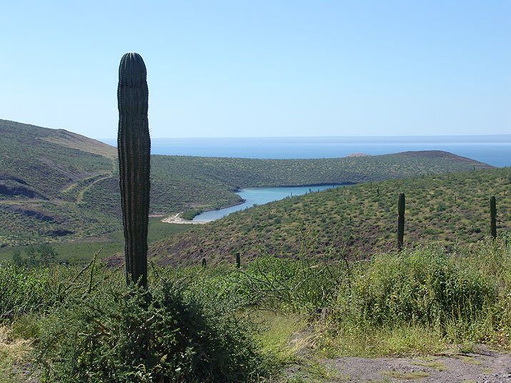 La belleza del mar y el desierto. En las costas de Baja California, donde se unen el desierto y el mar, los cardones se levantan, como si fueran los vigilantes de toda esa riqueza natural.