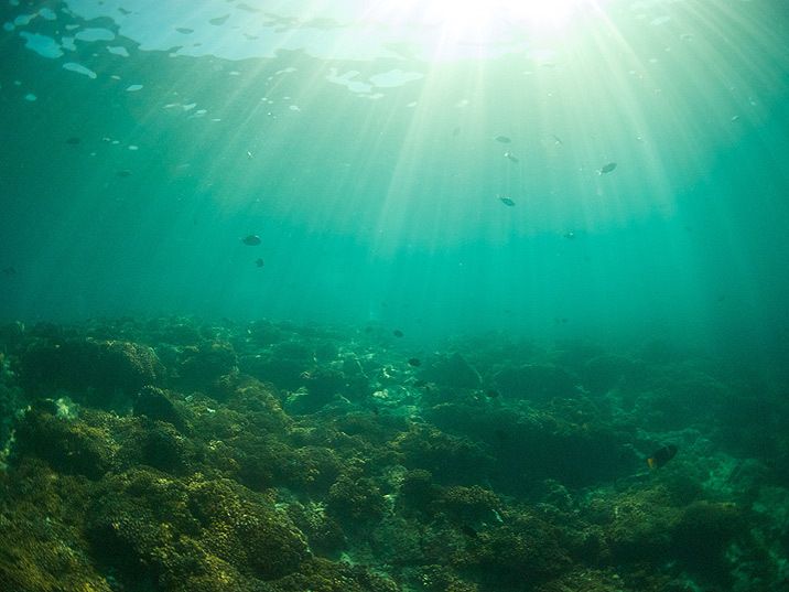 Un laboratorio natural. Dado que alberga más de 890 especies de peces – unas 90 son endémicas o exclusivas de la región – y cobija 4,500 especies de invertebrados marinos, el Golfo de California constituye un laboratorio natural para el estudio de la vida del mar.