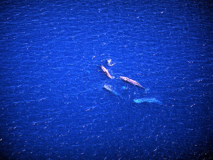 Grupo de ballenas. En el Golfo de California se encuentran 31 especies de ballenas y delfines que corresponden al 35% de los cetáceos conocidos en el mundo.