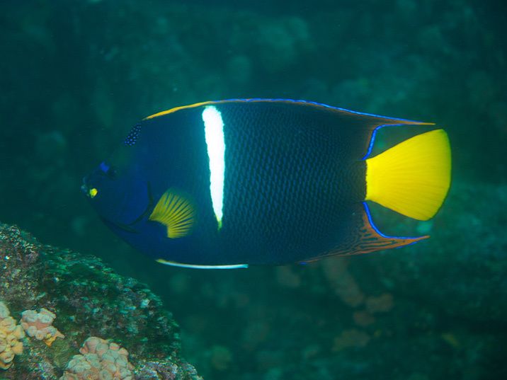 Pez Ángel de Cortés. Por su belleza y valor comercial, este pez arrecifal ha tenido una sensible disminución en su número de individuos, por lo que actualmente se encuentra en la categoría de Protección Especial.