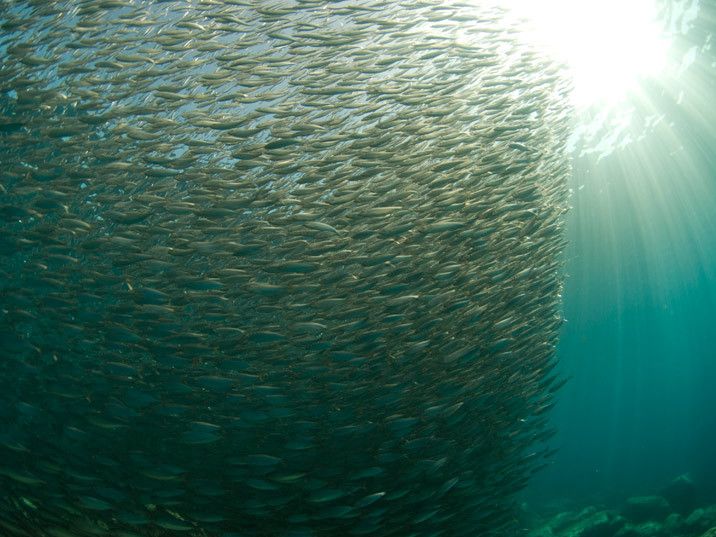 La abundancia de la vida marina asociada con las espectaculares formas submarinas y transparencia de las aguas hacen de este sitio un paraíso para los buceadores.