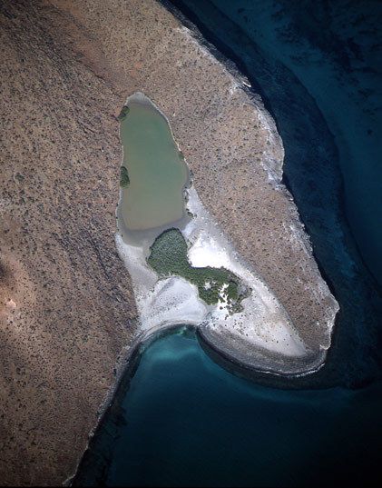 Los manglares de la isla Espíritu Santo albergan una increíble biodiversidad ya que brindan abrigo, alimento y protección a diversas especies de aves y criaturas marinas.