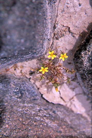 Aún en las regiones más áridas y a pesar de su escasa precipitación y baja humedad del suelo, la vida emerge en todos los rincones de la península.