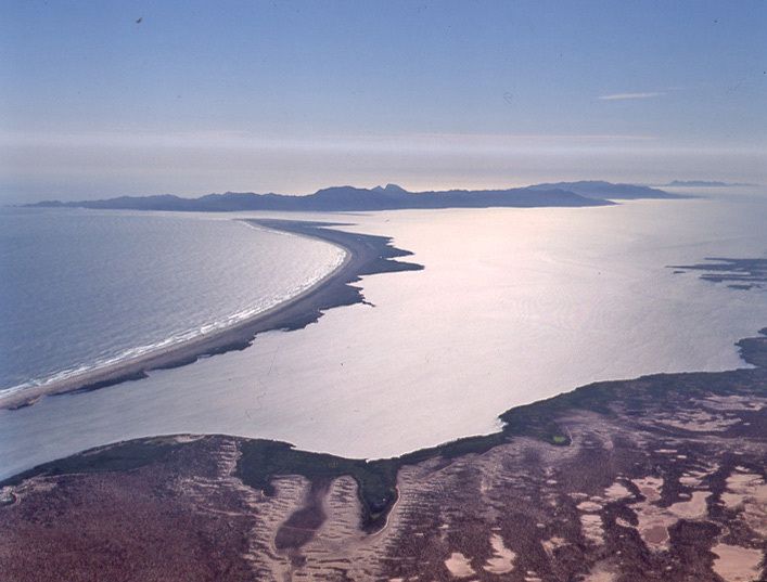 La Reserva de la Biósfera Desierto del Vizcaíno comprende una gran variedad de ecosistemas: desde uno de los desiertos más áridos del mundo, hasta manglares y lagunas que son un santuario para la reproducción de la ballena gris.