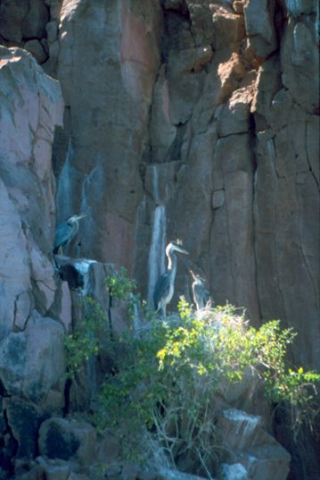Garzas azules. Catorce especies de aves marinas anidan en el Golfo de California. Para su sobrevivencia, las islas son de gran importancia por ser un área notable de anidación y reproducción, así como un corredor de especies migratorias.