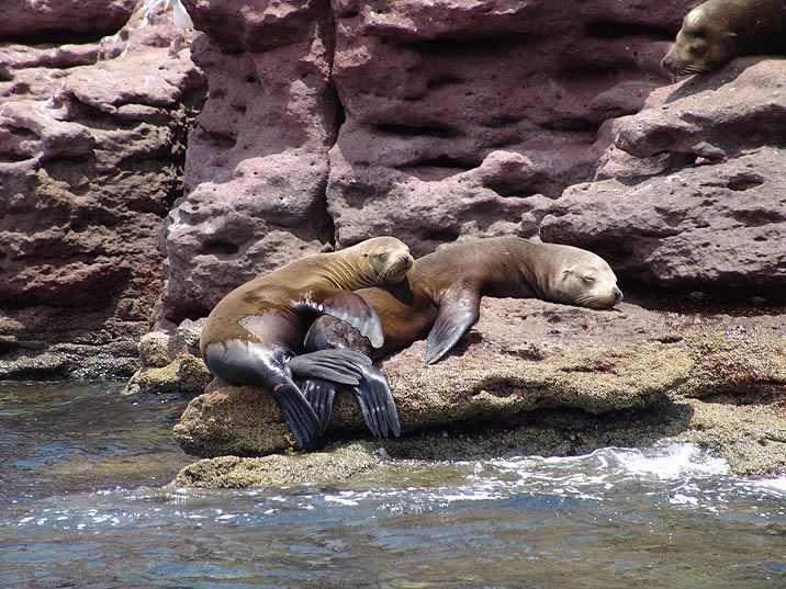 Lobos marinos descansando, en Los Islotes. El lobo marino de California habita a lo largo de toda la costa occidental, así como en todo el Golfo de California y sus islas; se le puede observar, principalmente, durante los meses de reproducción que van de mayo a julio.