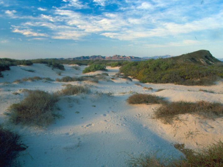 Extensas playas en estado prístino. Por su tranquilidad, su extensión y la belleza de su paisaje desértico, las playas de la península de Baja California son consideradas como unas de las más impactantes del mundo.