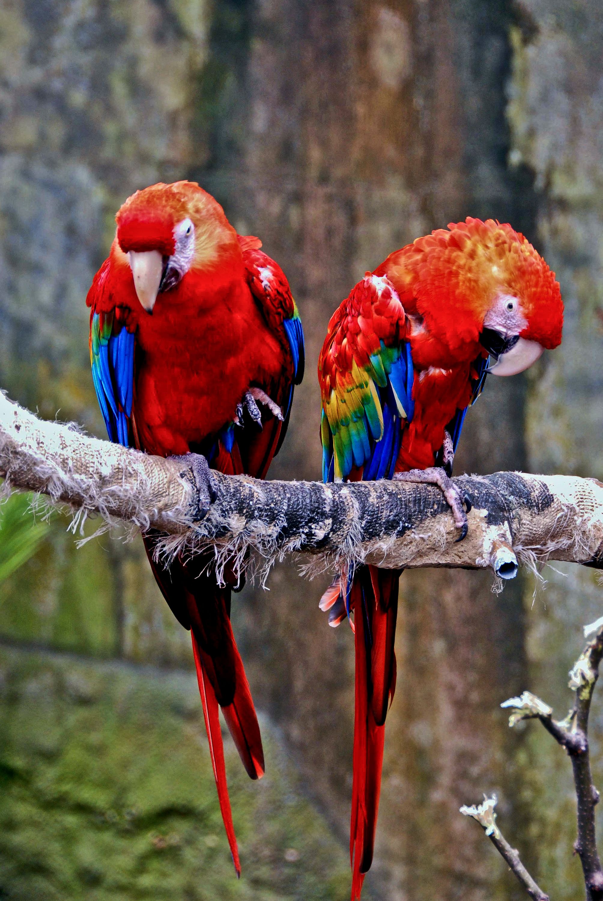 Parrots, Omaha Zoo, Nebraska 