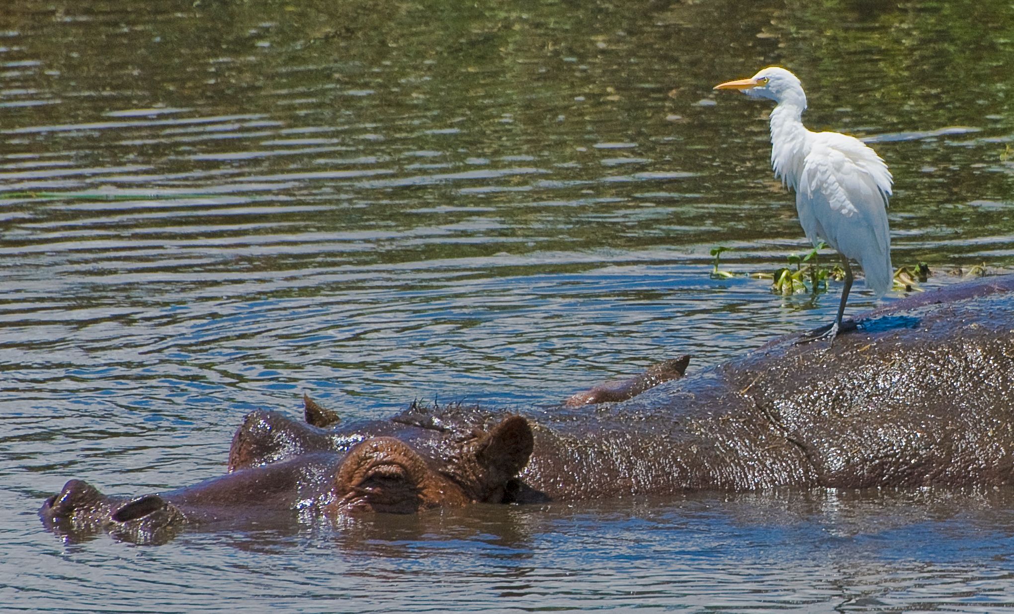 Egret  on Hippo, Ngorongoro Crater, Tanzania