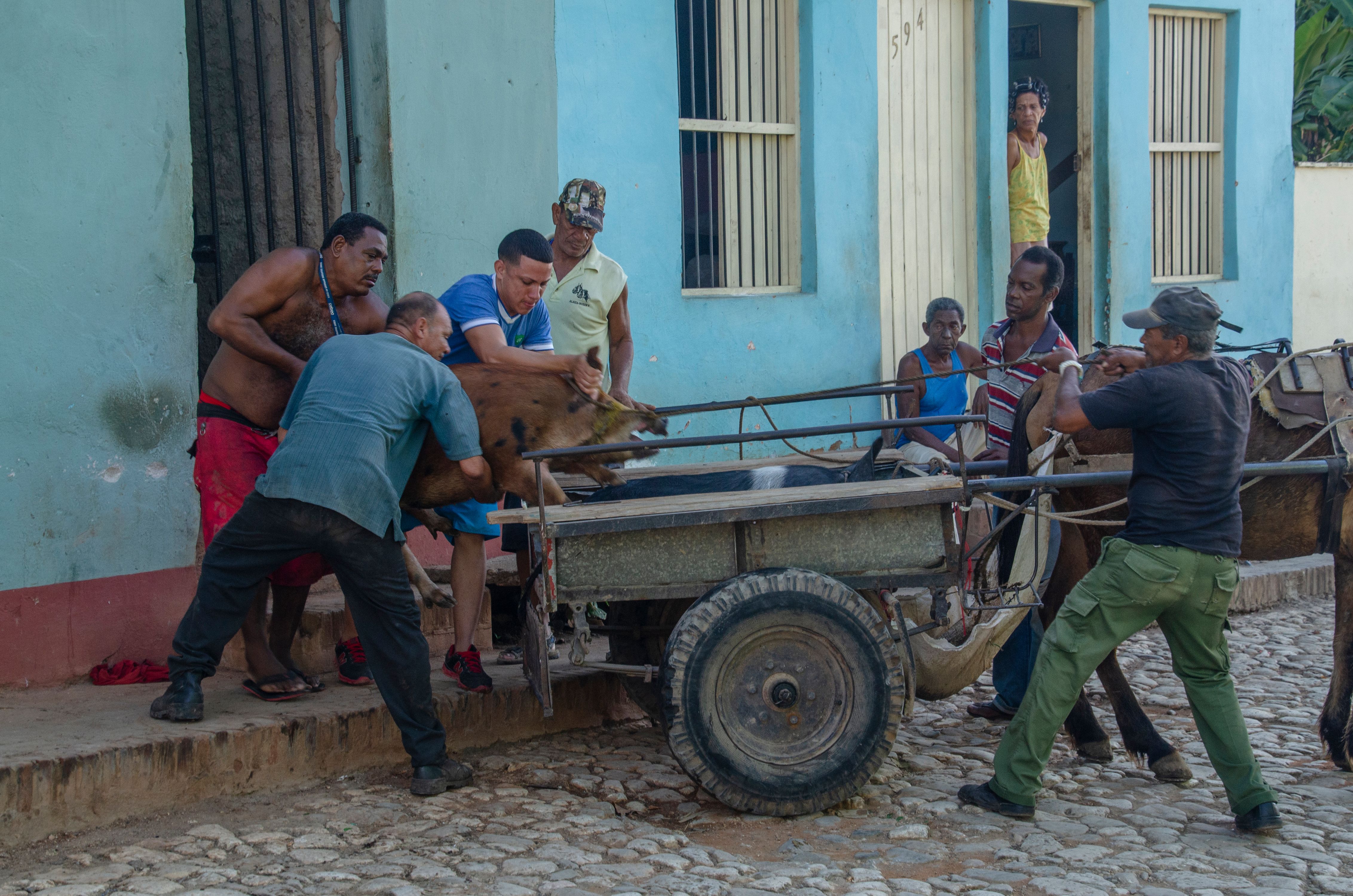 Pigs going to market, Trinidad, Cuba